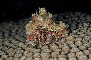 Hermit: Hermit Crab - on Hard Coral (Diploastrea sp) calyces