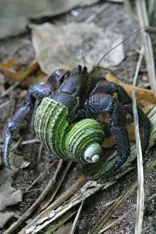 Hermit: Hermit crab, Henderson island (World Heritage