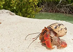 Shellfish: Hermit Crab mangrove forest in background