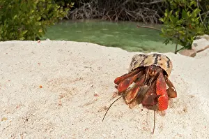 Shellfish: Hermit Crab mangrove forest in background