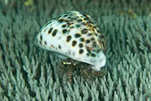 Hermit: Hermit crab (Paguroidea) emerging from freshly