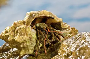 Erythropus: Hermit Crab on rock