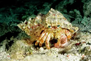 Calliactis: A hermit crab with sea anemones Calliactis sp. on shell