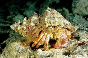 Calliactis: A hermit crab with sea anemones Calliactis sp. on shell