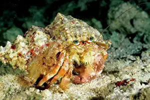 Calliactis: A hermit crab with sea anemones Calliactis sp. on shell