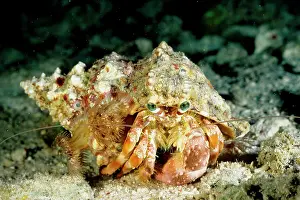 Calliactis: A hermit crab with sea anemones (Calliactis sp.) on shell