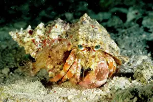 Calliactis: A hermit crab with sea anemones Calliactis sp. on shell