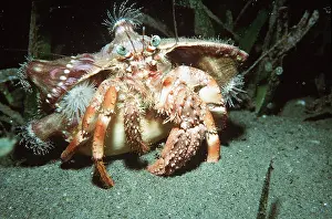 Valerie & Ron Taylor: HERMIT CRAB in shell on sea bed