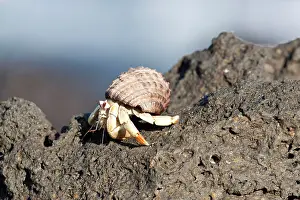 Isabela: Hermit crab Urbina Bay Isabela Island Galapagos Islands UNES
