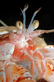 Mouthparts: Hermit crab in whelk shell showing compound eyes