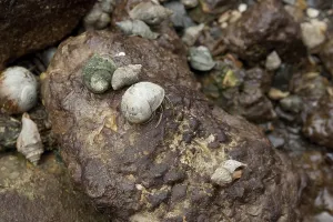 Cleanup: Hermit Crabs on Oiled Rocks