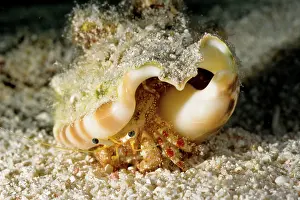 Dardanus: Hermit crabs such as this have soft abdomens so