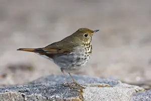 Catharus: Hermit Thrush