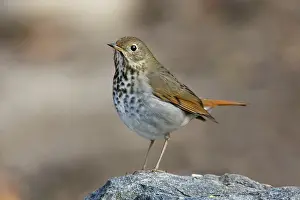 Catharus: Hermit Thrush