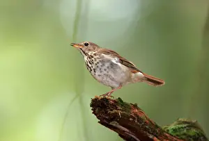 Catharus: Hermit Thrush