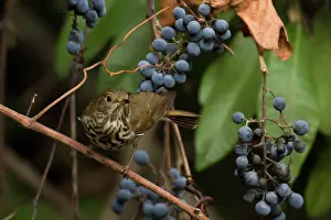 Guttatus: Hermit Thrush
