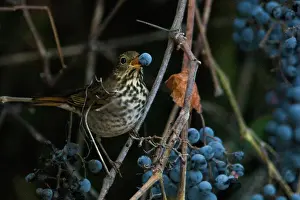 Guttatus: Hermit Thrush