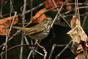 Guttatus: Hermit Thrush
