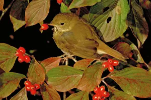 Guttatus: Hermit thrush