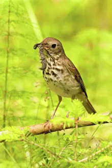 Guttatus: Hermit Thrush