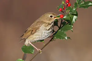 Catharus: Hermit Thrush - eating berries