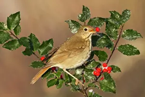 Guttatus: Hermit Thrush feeding on holly berries in winter