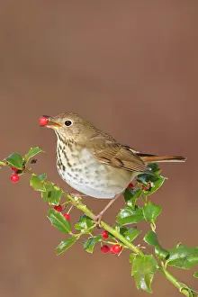 Guttatus: Hermit Thrush - feeding on holly berries in winter