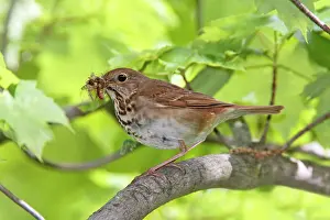 Guttatus: Hermit Thrush with food for young