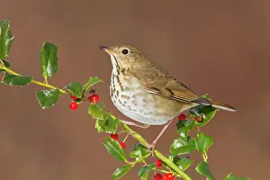 Guttatus: Hermit Thrush - with holly berries in winter