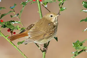 Guttatus: Hermit Thrush - on holly in winter
