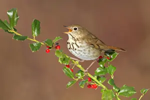 Guttatus: Hermit Thrush - with mouth open - with holly berries