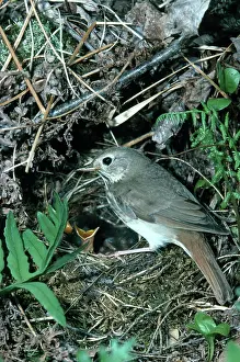 Guttatus: Hermit Thrush At Nest