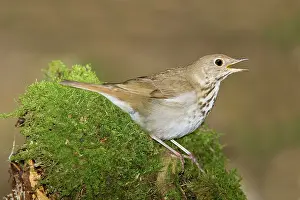 Catharus: Hermit Thrush - Singing
