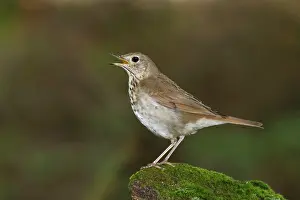 Guttatus: Hermit Thrush. Singing on territory in spring