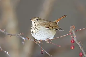 Guttatus: Hermit Thrush - winter on crab apple