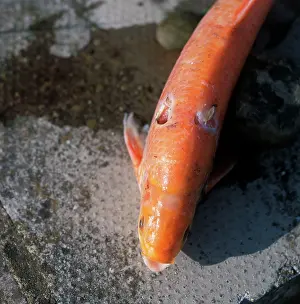 Victims: heron damage to golden orfe caused by stab from beak