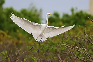 Large Egrets: Heron in flight with outstretched wings over a green background
