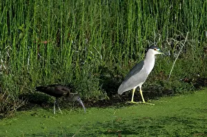Ibises: Heron and Ibis