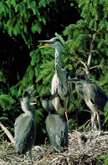 R T Smith: Heron - at nest with young