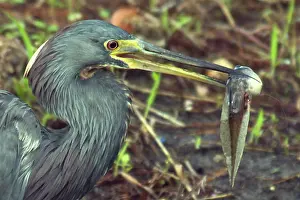 Tadpole: Heron with Tadpole