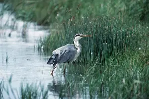 Reeds: HERON - in water by reeds