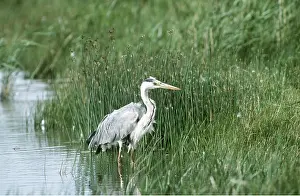 Reeds: HERON - in water by reeds