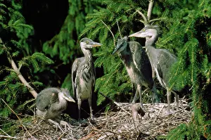 R T Smith: Heron - young