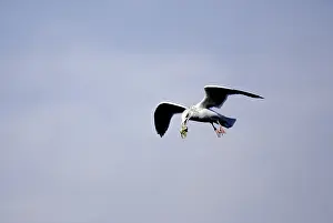 Argentatus: Herriing Gull