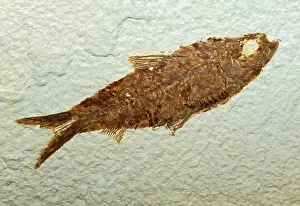 Knightia: Herring Fish Fossil