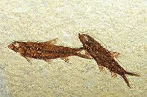 Knightia: Herring Fish Fossil