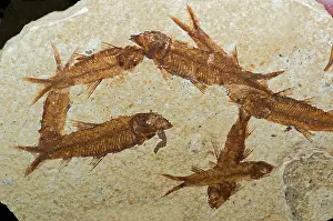 Knightia: Herring Fish Fossil