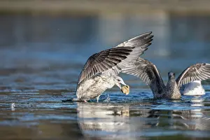 David Chapman: Herring Gull - 2nd Winter - UK