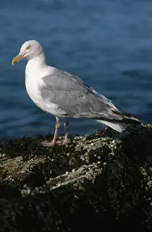 Intertidal: Herring Gull