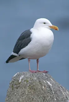 Argentatus: Herring Gull